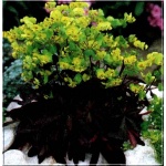 Euphorbia amygdaloides Purpurea - Euphorbia amygdaloides var. rubra - Wilczomlecz migdałolistny Purpurea - wys. 35, kw 4-6 FOTO