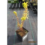Euphorbia amygdaloides Purpurea - Euphorbia amygdaloides var. rubra - Wilczomlecz migdałolistny Purpurea - wys. 35, kw 4-6 FOTO