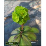 Euphorbia amygdaloides var.robbiae - Wilczomlecz migdałolistny var.robbiae - wys. 35, kw 5/6 FOTO
