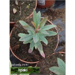 Euphorbia amygdaloides Walberton\'s Ruby Glow - Wilczomlecz migdałolistny Walberton\'s Ruby Glow - żółte, wys. 40, kw. 5-6 FOTO