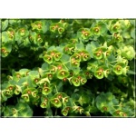 Euphorbia Baby Charm - Wilczomlecz Baby Charm - zielone, wys. 40, kw 6/7 FOTO