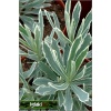 Euphorbia characias Glacier Blue - Wilczomlecz błękitnawy Glacier Blue - białe, wys. 60, kw. 5/6 FOTO