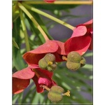 Euphorbia cyparissias - Wilczomlecz sosnka - żóty kwiat przebarwia się na czerwono, wys. 40, kw 5/7 FOTO