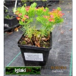 Euphorbia cyparissias - Wilczomlecz sosnka - żóty kwiat przebarwia się na czerwono, wys. 40, kw 5/7 FOTO