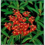 Euphorbia griffithii Fireglow - Wilczomlecz Griffitha Fireglow - pomarańczowo-czerwone, wys. 80, kw 5/6 FOTO  
