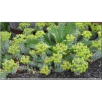 Euphorbia myrsinites - Wilczomlecz mirtowaty - żółty , wys. 20, kw 6/7 FOTO 