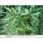 Fagus sylvatica Asplenifolia - Buk pospolity Asplenifolia FOTO 