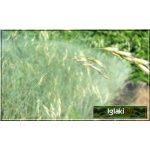Festuca amethystina Aprilgrun - Kostrzewa ametystowa Aprilgrun - czysto-zielona, wys 15/25, kw 5/8 FOTO