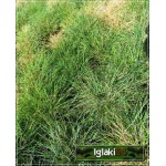 Festuca valesiaca Glaucantha - Kostrzewa walezyjska Glaucantha - wys. 25, kw 5/6 FOTO