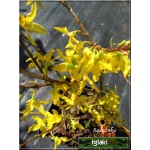 Forsythia intermedia Golden Times - Forsycja pośrednia Golden Times - żółto-zielone FOTO