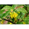 Forsythia viridissima Kumson - Forsycja zielona Kumson - żółte FOTO 