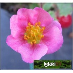 Fragaria hybrida Lipstic - Truskawka ozdobna Lipstic - różowe wys. 15, kw 4/9 FOTO