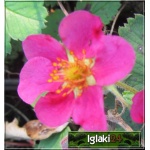 Fragaria hybrida Lipstic - Truskawka ozdobna Lipstic - różowe wys. 15, kw 4/9 FOTO