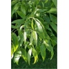 Fraxinus pennsylvanica Aucubifolia - Jesion pensylwański Aucubifolia FOTO 