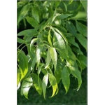 Fraxinus pennsylvanica Aucubifolia - Jesion pensylwański Aucubifolia FOTO 