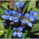 Gentiana cruciata - Goryczka krzyżowa - ciemno-niebieska, wys 30, kw 7/8 FOTO