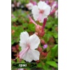 Geranium cantabrigiense Biocovo - Bodziszek kantabryjski Biocovo - biało-różowy - 20, kw 5/7 FOTO