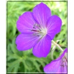 Geranium Clarkei Kashmir Purple - Bodziszek Clarke Kashmir Purple - purpurowy,  wys. 40, kw 6/7 FOTO 