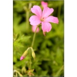 Geranium endressii - Bodziszek Endressa -  jasno-różowy, wys 40, kw 5/8 FOTO