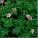 Geranium endressii - Bodziszek Endressa -  jasno-różowy, wys 40, kw 5/8 FOTO