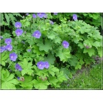 Geranium himalayense - Bodziszek himalajski - niebieski, wys 30, kw 5/7 C0,5