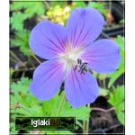 Geranium himalayense - Bodziszek himalajski - niebieski, wys 30, kw 5/7 C0,5