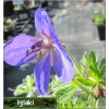 Geranium himalayense Johnson\'s Blue - Bodziszek himalajski Johnson\'s Blue - niebieski, wys. 50, kw 6/8 C0,5 xxxy