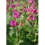 Geranium macrorrhizum Czakor - Bodziszek korzeniasty Czakor - purpuro-czerwony, wys 30, kw 5/6 FOTO