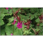 Geranium macrorrhizum Czakor - Bodziszek korzeniasty Czakor - purpuro-czerwony, wys 30, kw 5/6 FOTO
