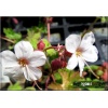 Geranium macrorrhizum Spesserat - Bodziszek korzeniasty Spesserat - biało-różowy, wys 25, kw 5/6 C1,5 xxxy