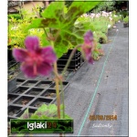 Geranium phaeum Sambor - Bodziszek żałobny Sambor - ciemno-purpurowy,  wys 100, kw 5/7 FOTO 