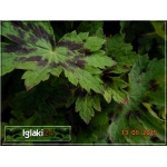 Geranium phaeum Sambor - Bodziszek żałobny Sambor - ciemno-purpurowy,  wys 100, kw 5/7 FOTO 