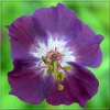 Geranium phaeum Sambor - Bodziszek żałobny Sambor - ciemno-purpurowy,  wys 100, kw 5/7 C0,5