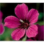Geranium psilostemon Patricia - Bodziszek lekarski Patricia - różowe, kw 6/8 FOTO 