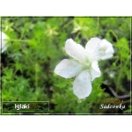 Geranium sanguineum Album - Bodziszek czerwony Album - białe, wys. 30, kw 6/9 C0,5