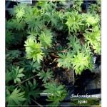 Geranium sanguineum Elsbeth - Bodziszek czerwony Elsbeth - czerwono-fioletowy, wys 20, kw 5/9 FOTO