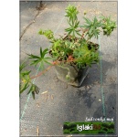 Geranium sanguineum Elsbeth - Bodziszek czerwony Elsbeth - czerwono-fioletowy, wys 20, kw 5/9 C0,5