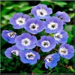 Geranium wallichianum Buxton Blue - Bodziszek Wallicha Buxton Blue - niebieskie, wys. 20, kw 7/10 FOTO