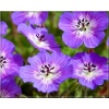 Geranium wallichianum Rise and Shine - Bodziszek Wallicha Pink Rise and Shine - fioletowo-niebieskie, wys. 30, kw 6/9 FOTO
