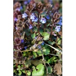 Glechoma hederacea - Bluszczyk kurdybanek - niebieskie, wys. 10, kw 4/6 FOTO