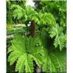 Gunnera manicata - Gunnera olbrzymia - zielone liście, wys. 200, kw. 6/8 FOTO