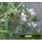 Gypsophila cerastoides - Łyszczec rogownicowaty - Gipsówka rogownicowaty - białe, wys. 10, kw 5/6 FOTO zzzz