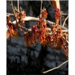 Hamamelis intermedia Diane - Oczar pośredni Diane - czerwone FOTO