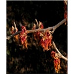 Hamamelis intermedia Diane - Oczar pośredni Diane - czerwone FOTO
