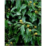 Hedera helix Arborescens - Bluszcz pospolity Arborescens FOTO