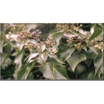 Hedera helix Arborescens - Bluszcz pospolity Arborescens FOTO