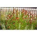 Helenium hybridum Moerheim Beauty - Dzielżan ogrodowy Moerheim Beauty - brązowo-czerwony, wys 80, kw 7/8 FOTO