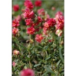 Helianthemum hybrida Cerise Queen - Posłonek ogrodowy Cerise Queen - jasnoczerwone, wys. 25, kw 5/8 FOTO