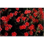 Helianthemum Dompfaff - Posłonek Dompfaff - czerwono-różowe, wys. 30, kw 6/7 FOTO