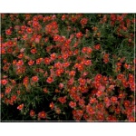 Helianthemum Dompfaff - Posłonek Dompfaff - czerwono-różowe, wys. 30, kw 6/7 FOTO